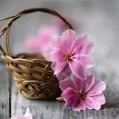 attractive images for whatsapp dp